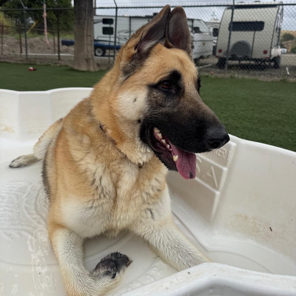 Enlarge Frankie, a Adoptable German Shepherd Dog in Buellton, CA image 4/6