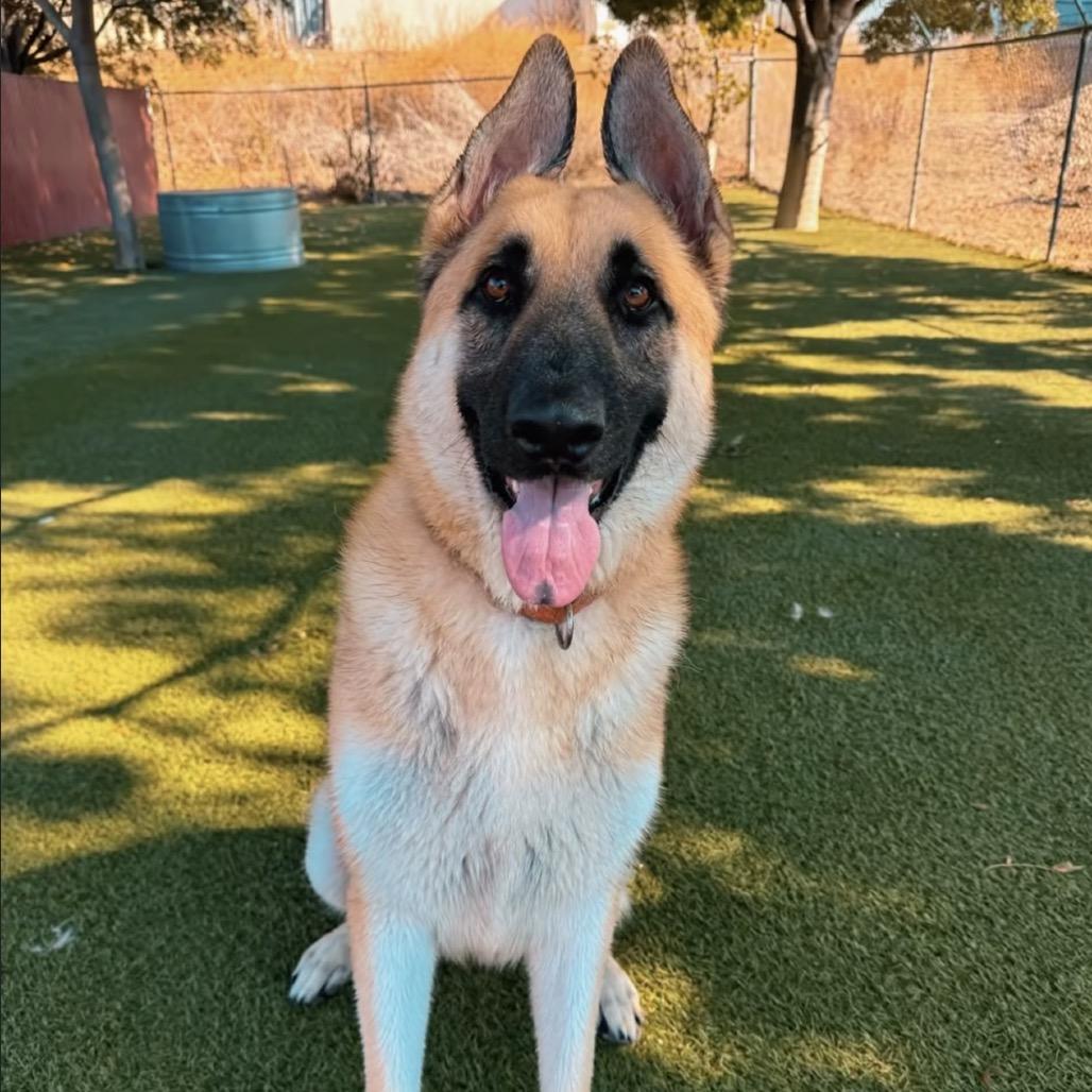 Enlarge Frankie, a Adoptable German Shepherd Dog in Buellton, CA image 3/3