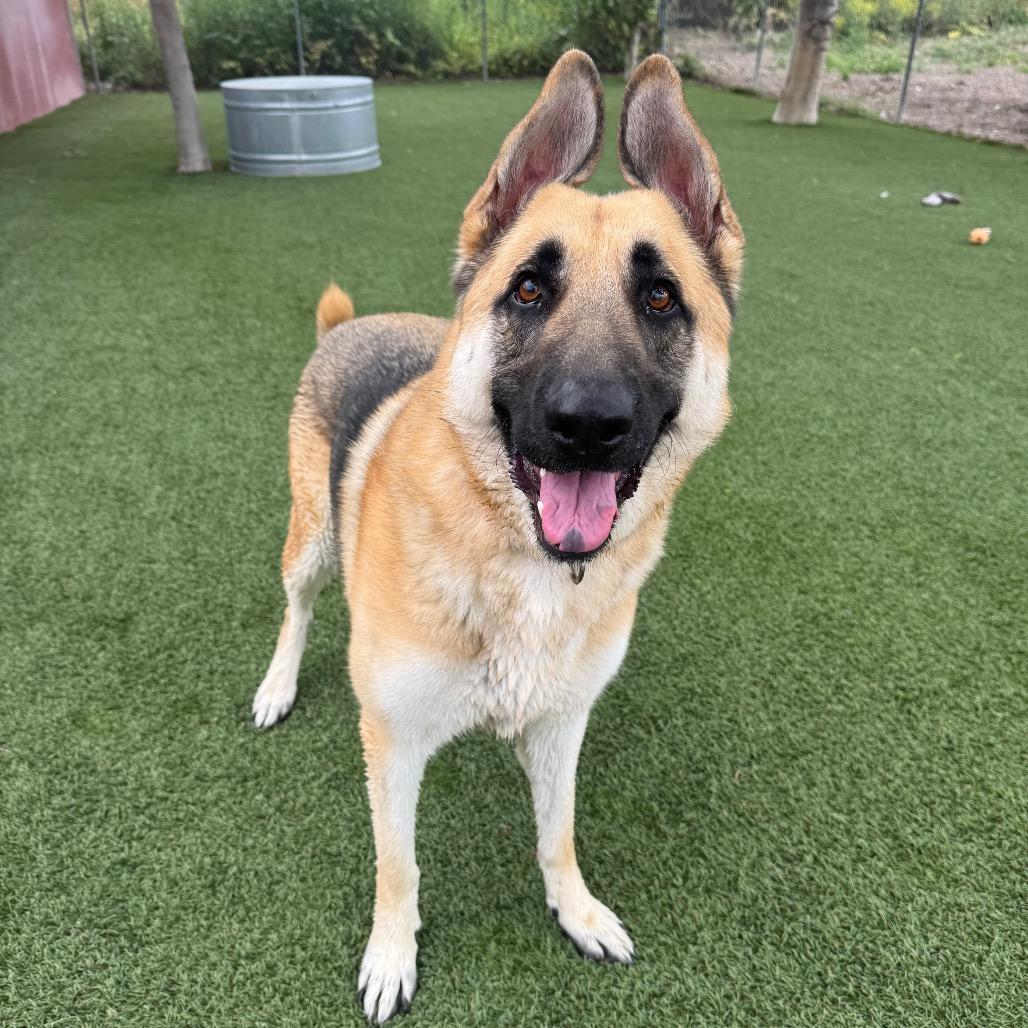 Enlarge Frankie, a Adoptable German Shepherd Dog in Buellton, CA image 6/6