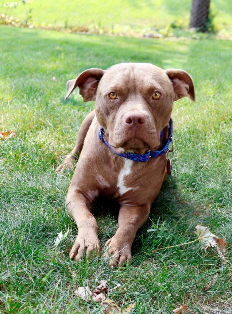 Princess Kay - Foster to Adopt, Adoptable, Young Female Mixed Breed.