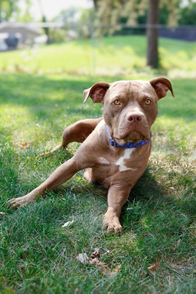 Enlarge Princess Kay - Foster to Adopt, a Adoptable mixed breed in Savage, MN image 2/2