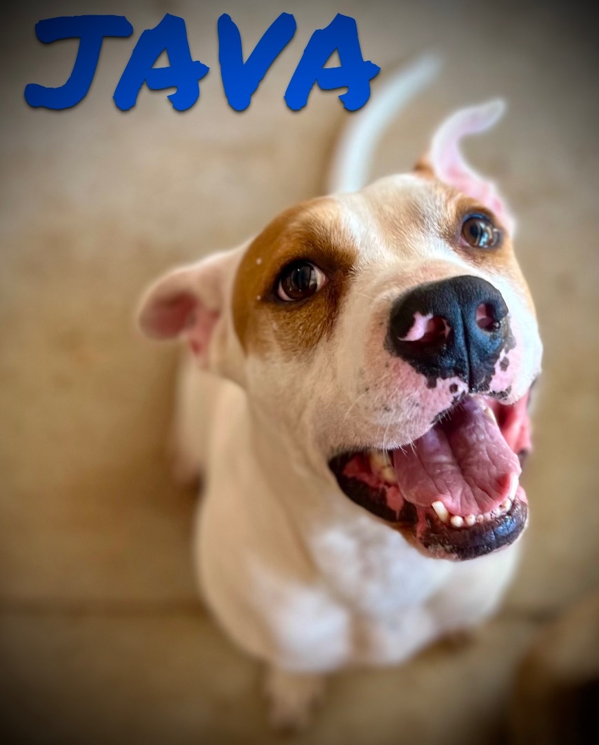 Enlarge Java, a Adoptable mixed breed in Hartwell, GA image 1/1