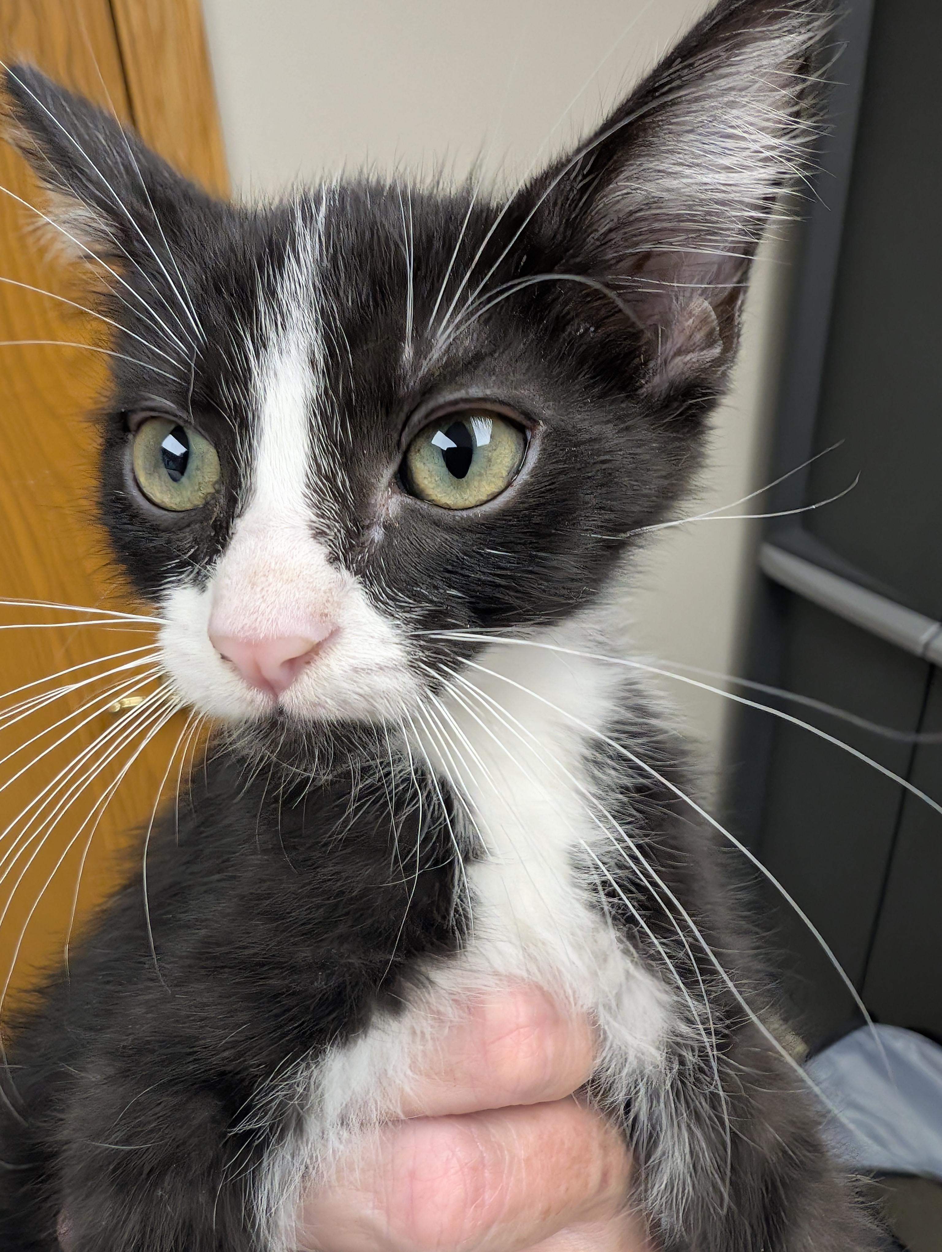 Hocking Kittens, Adopted, Kitten Female Tabby & Tuxedo.