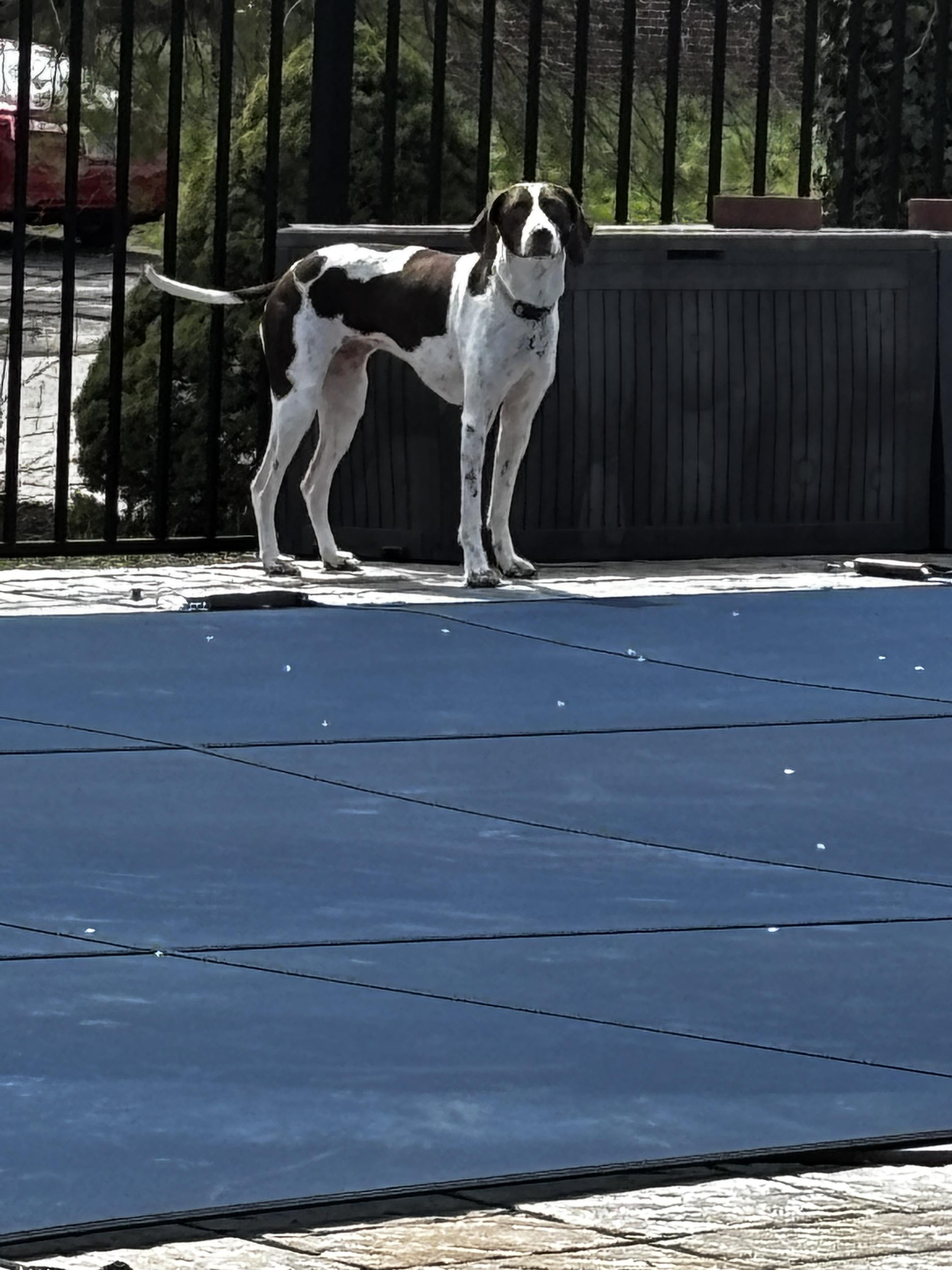Enlarge Nova, a ADOPTABLE German Shorthaired Pointer in Fayetteville, AR image 2/3