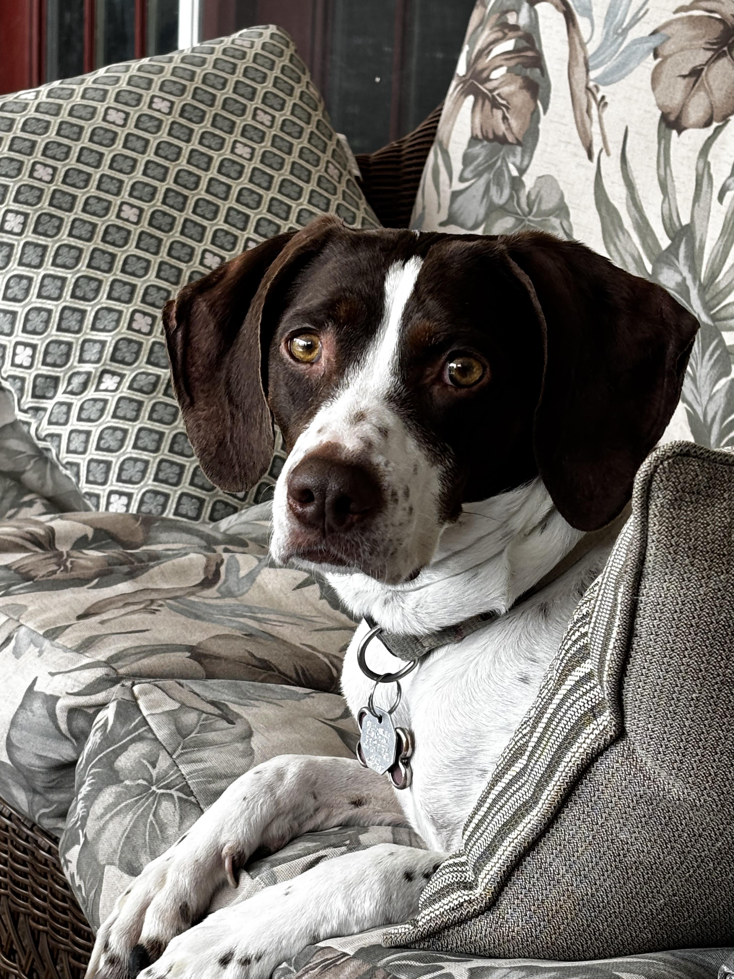 Nova, ADOPTABLE, Adult Female German Shorthaired Pointer.