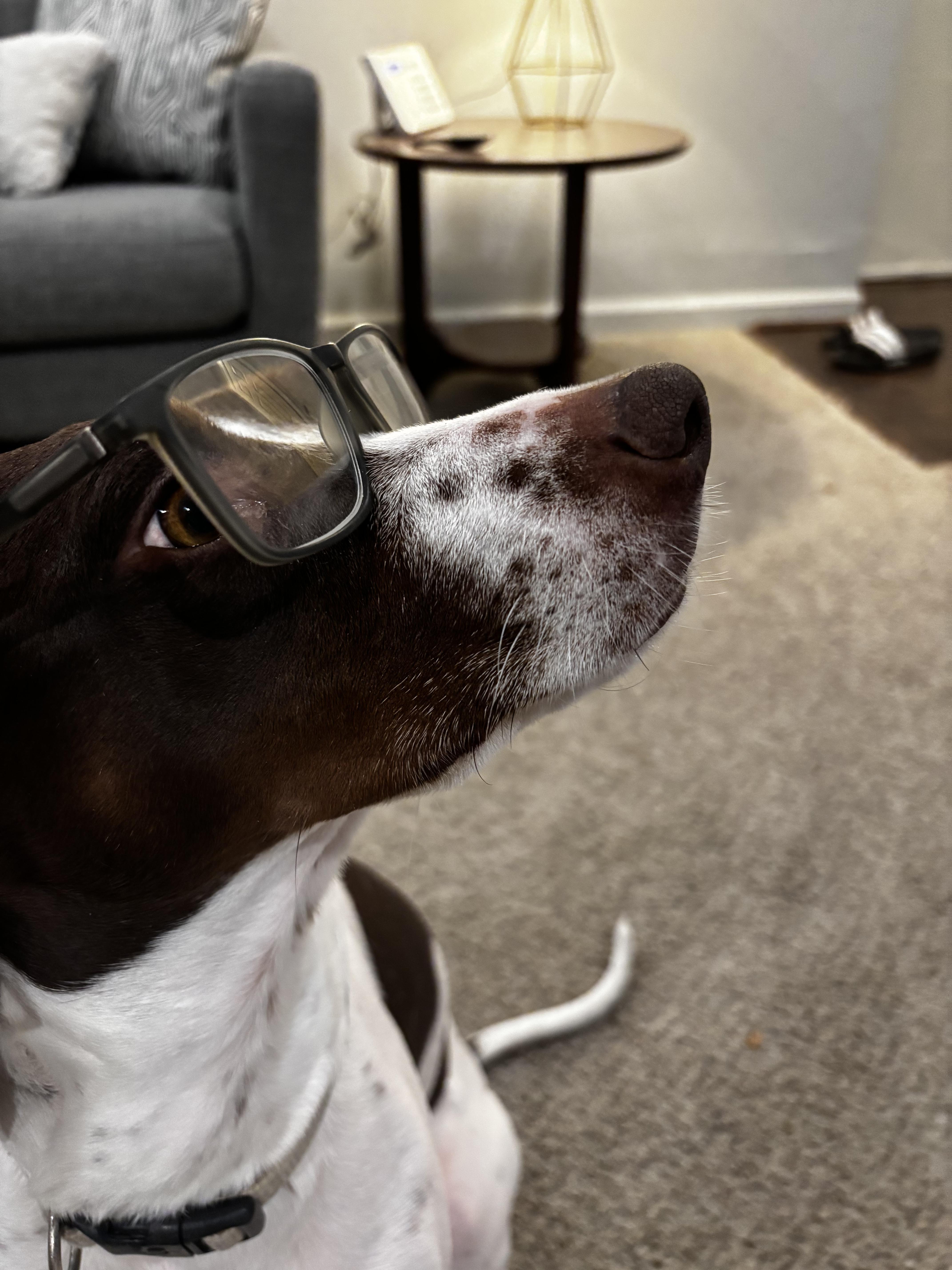 Enlarge Nova, a ADOPTABLE German Shorthaired Pointer in Fayetteville, AR image 3/3