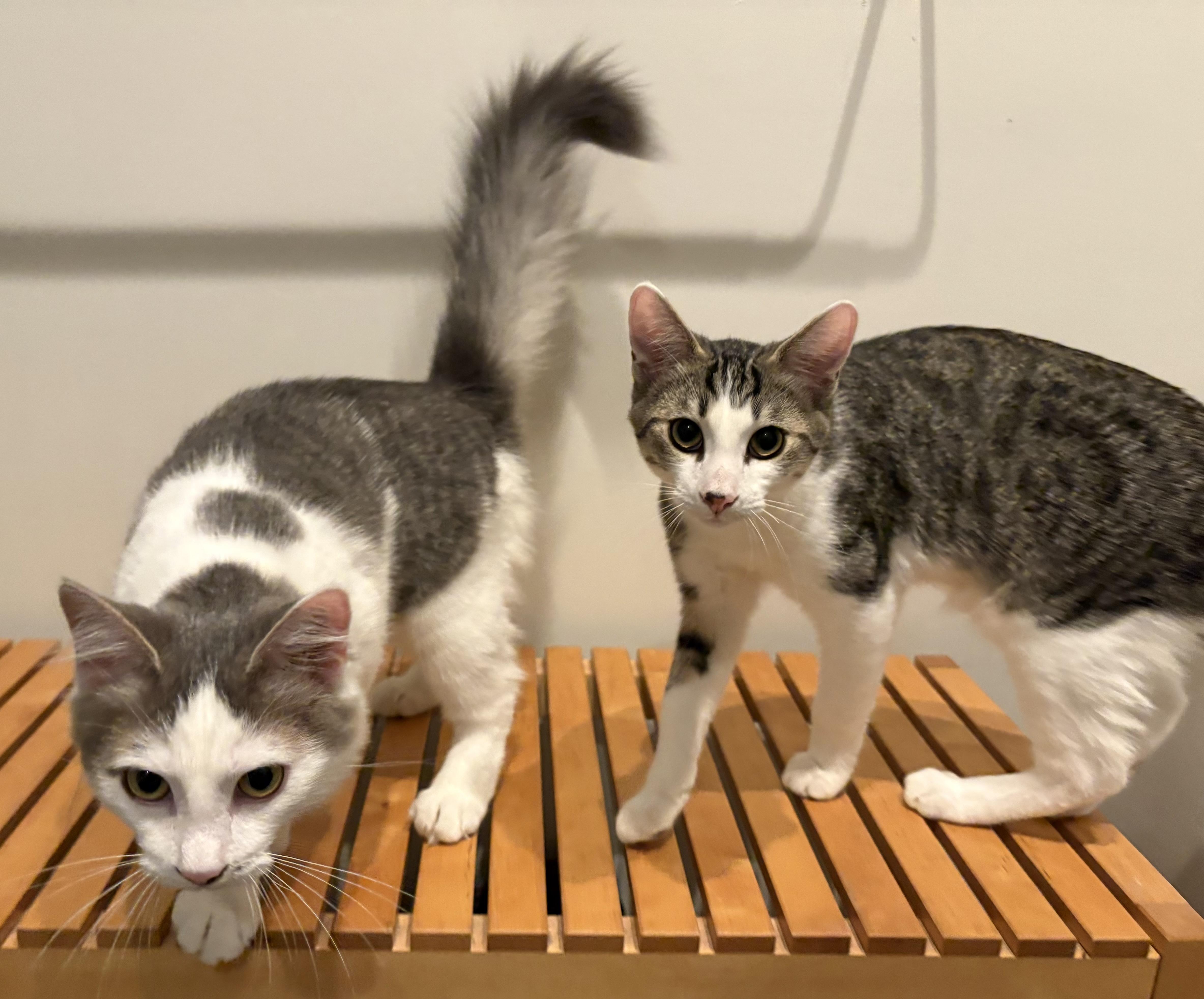 Enlarge Luciano & Lucia, a Adoptable Domestic Medium Hair in Emeryville, CA image 1/5