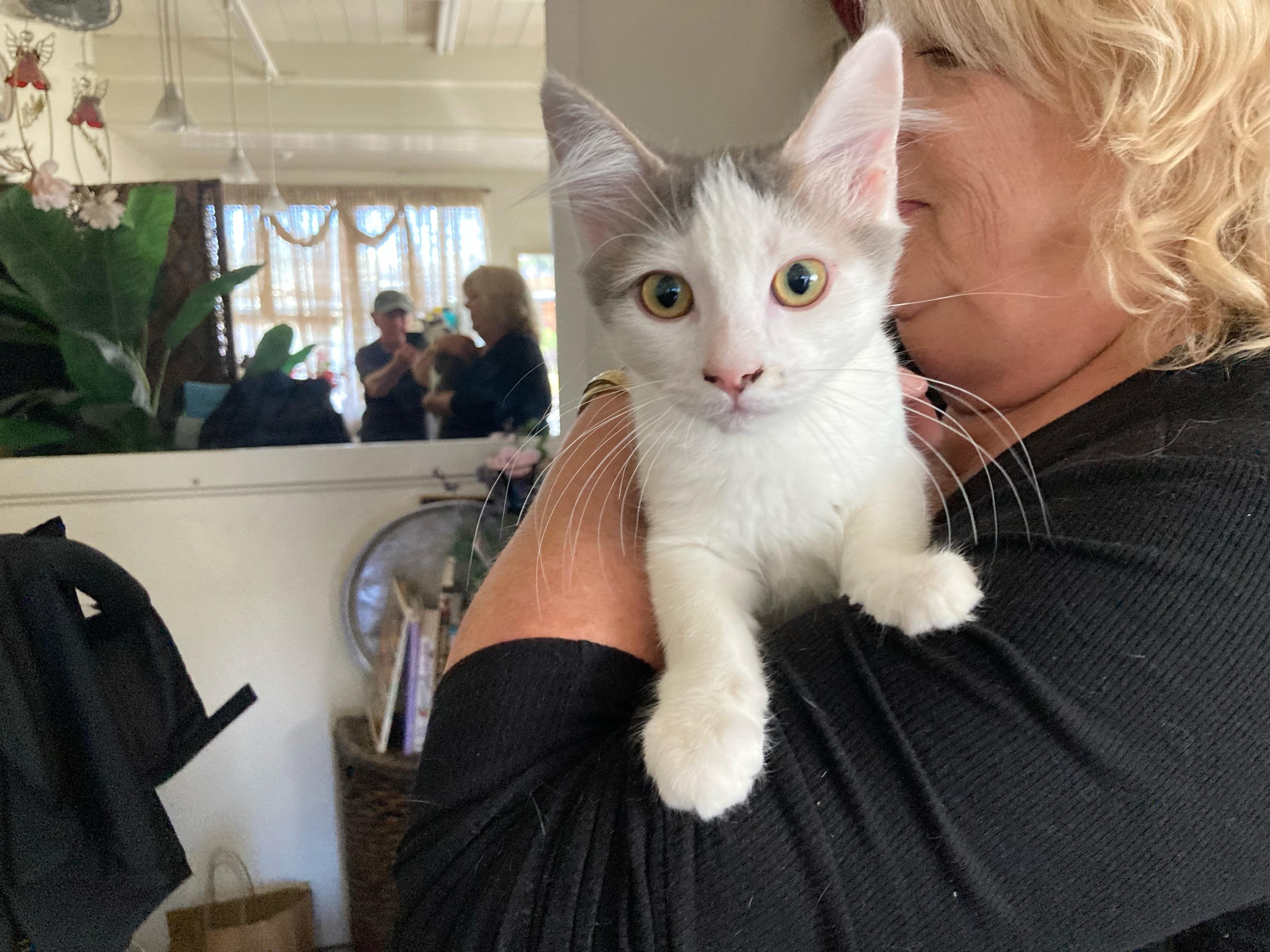 Enlarge Luciano & Lucia, a Adoptable Domestic Medium Hair in Emeryville, CA image 2/5