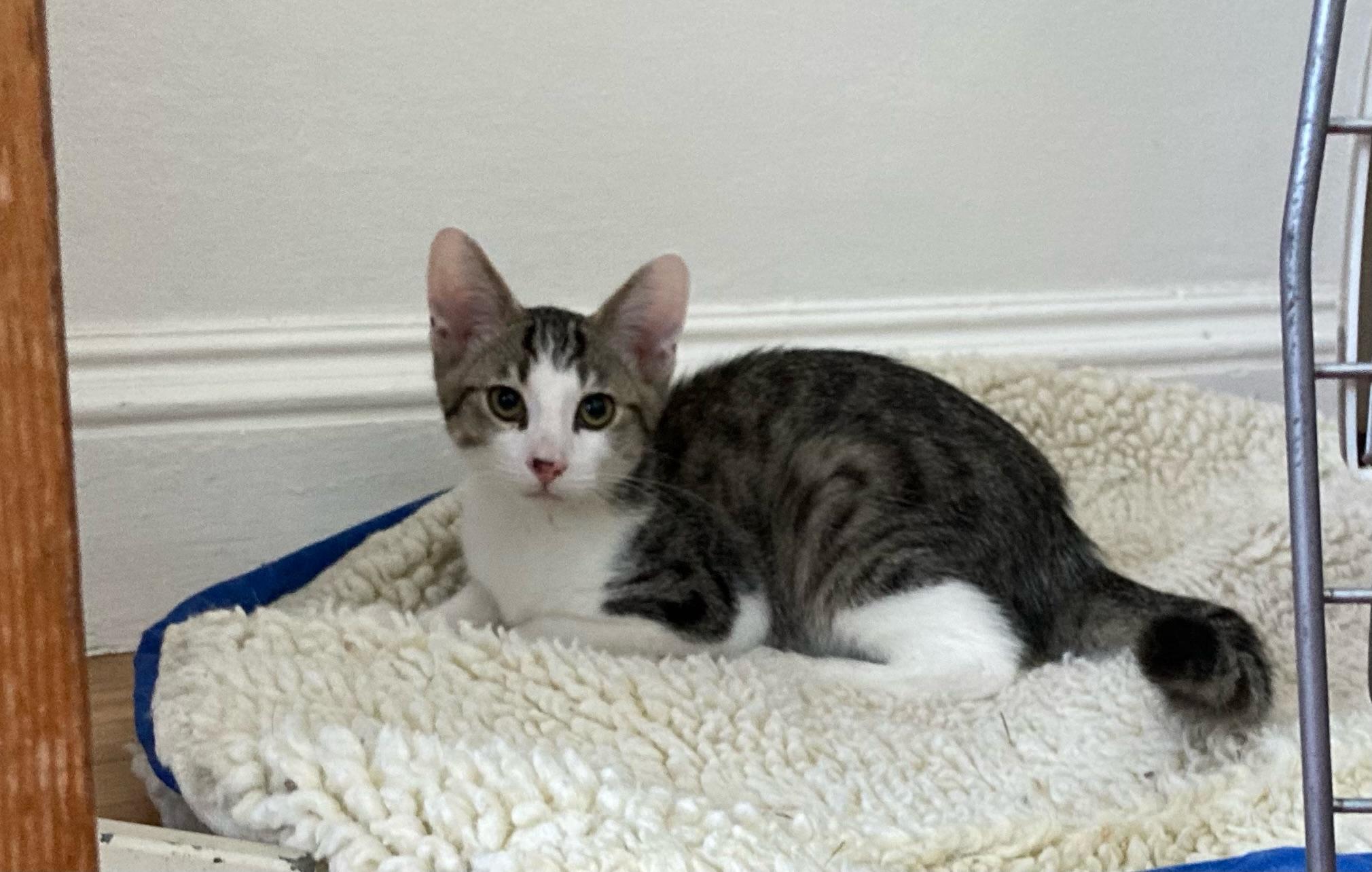 Enlarge Luciano & Lucia, a Adoptable Domestic Medium Hair in Emeryville, CA image 4/5