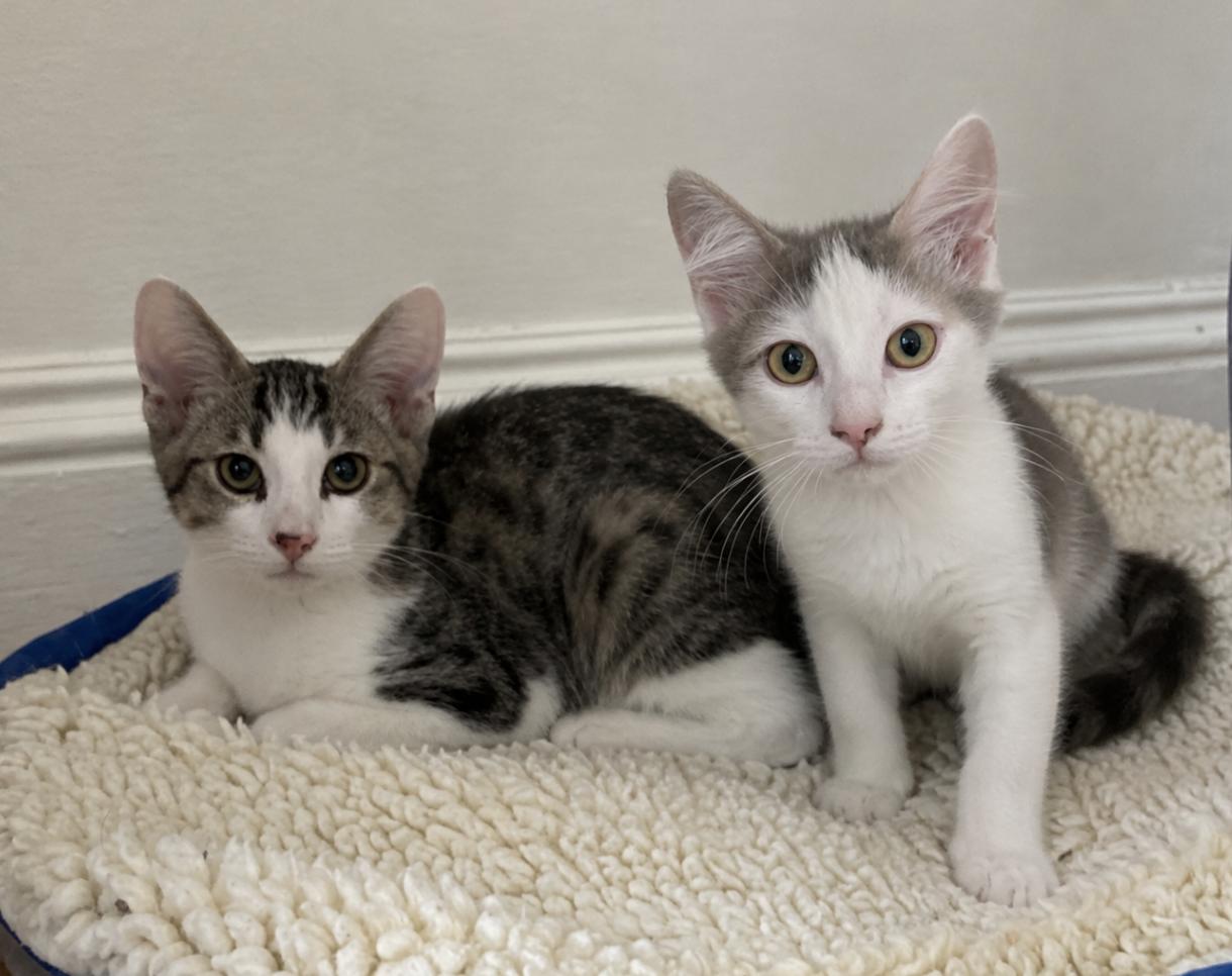 Enlarge Luciano & Lucia, a Adoptable Domestic Medium Hair in Emeryville, CA image 3/5