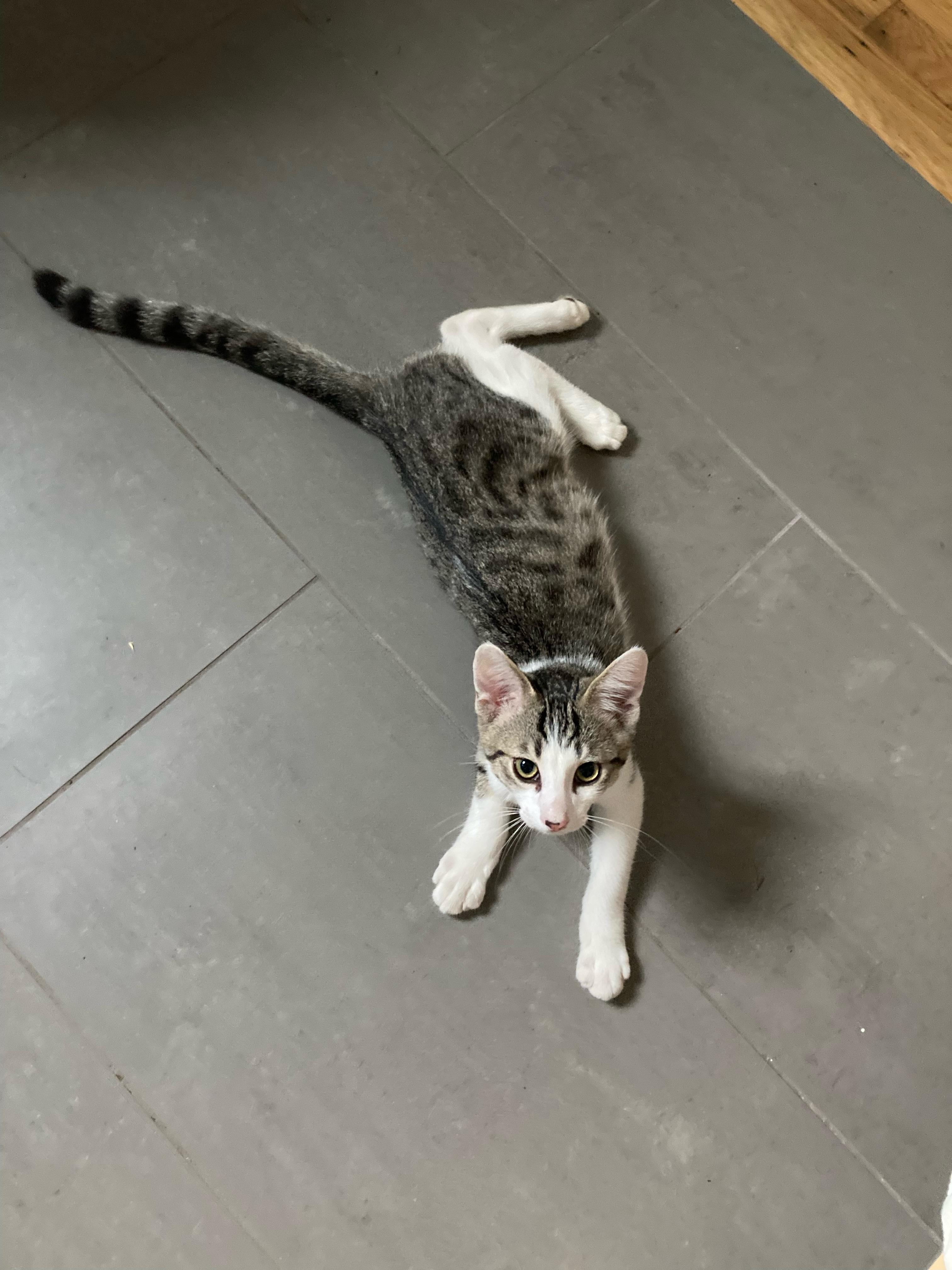 Enlarge Luciano & Lucia, a Adoptable Domestic Medium Hair in Emeryville, CA image 5/5