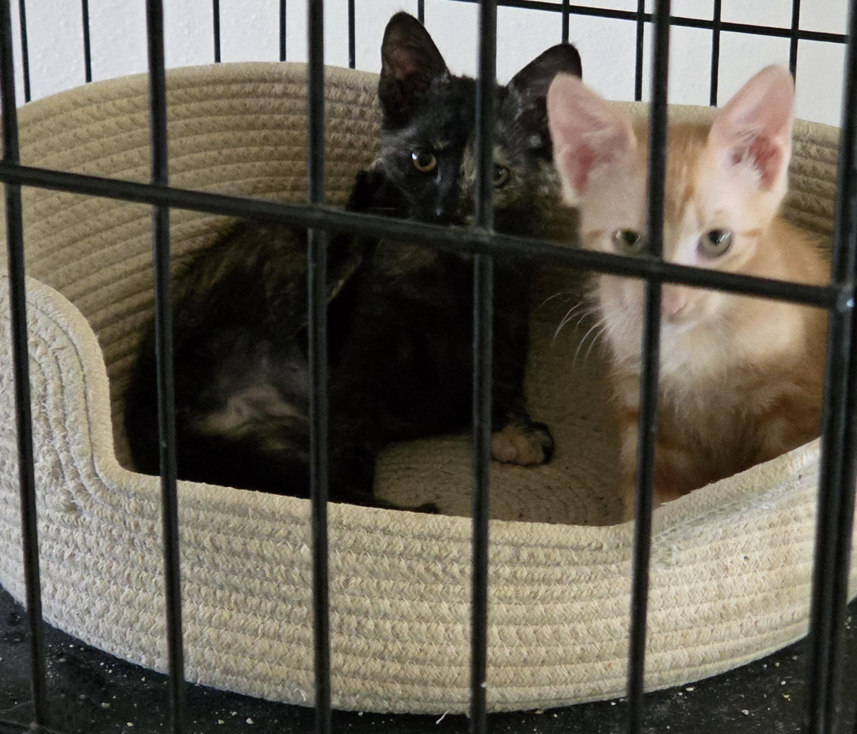 Lollie Domestic Short Hair Cat