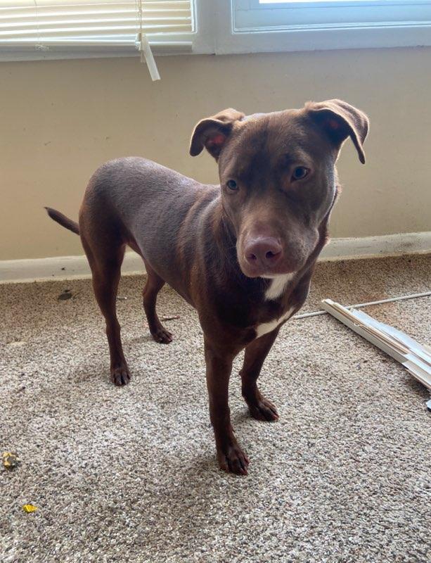 Enlarge BELLA aka Whiskey, an adopted mixed breed in Marietta, GA image 1/3