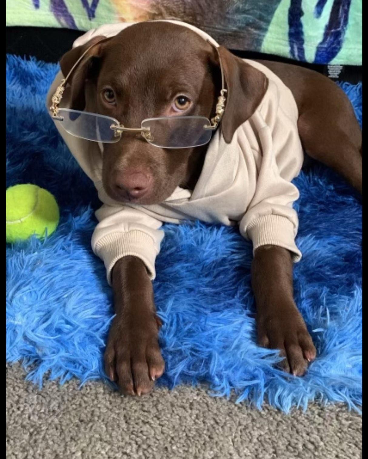 Enlarge BELLA aka Whiskey, an adopted mixed breed in Marietta, GA image 2/3