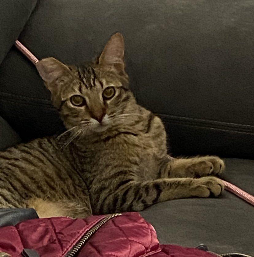 LEO, Adoptable, Kitten Male Domestic Short Hair & Tabby.