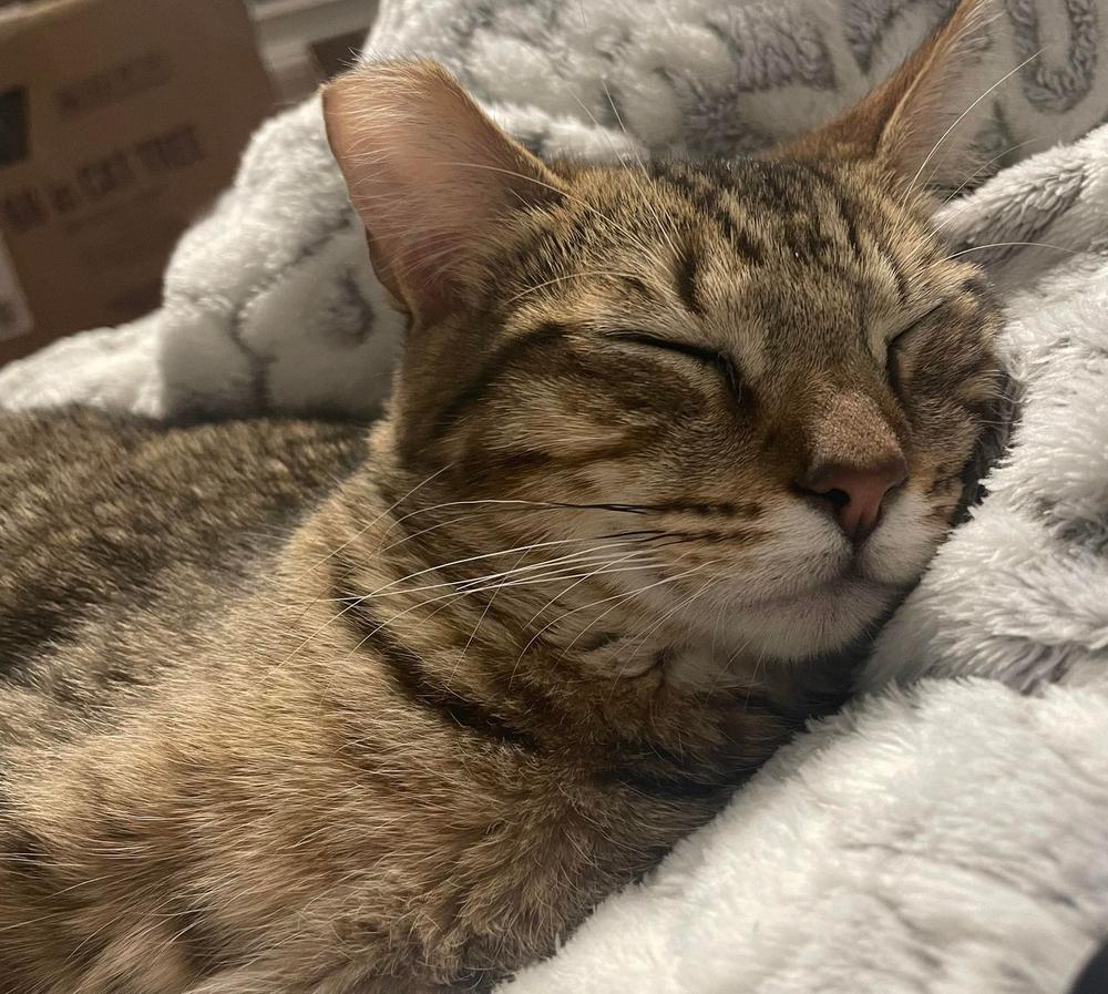 Enlarge LEO, a Adoptable mixed breed in Calimesa, CA image 2/5