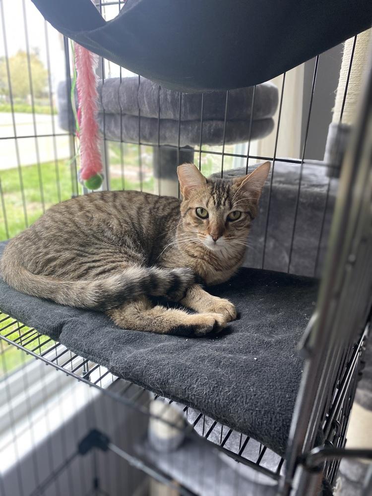 Enlarge LEO, a Adoptable mixed breed in Calimesa, CA image 3/5