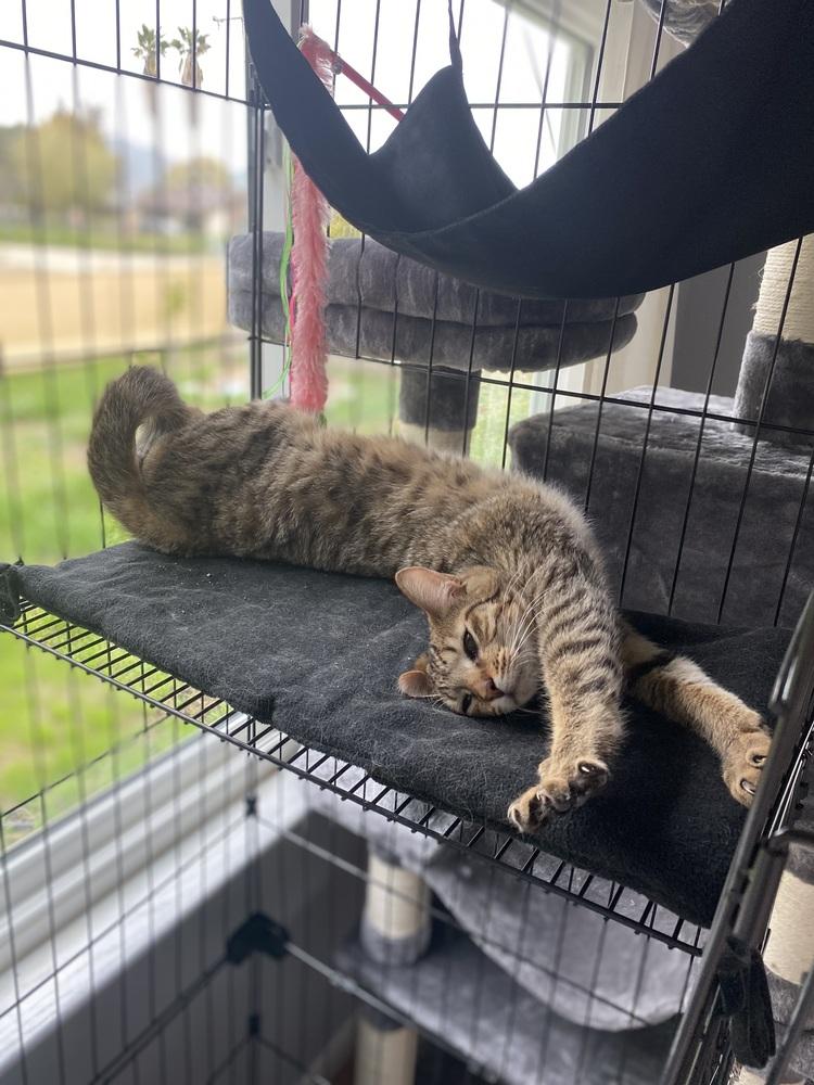 Enlarge LEO, a Adoptable mixed breed in Calimesa, CA image 4/5