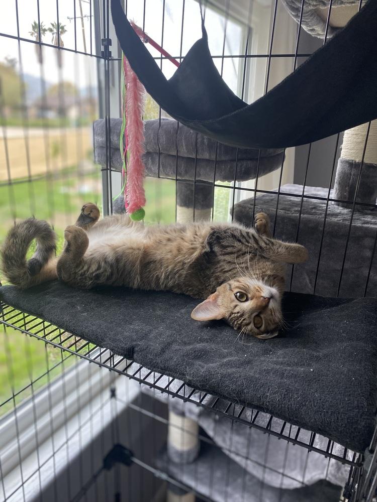 Enlarge LEO, a Adoptable mixed breed in Calimesa, CA image 5/5