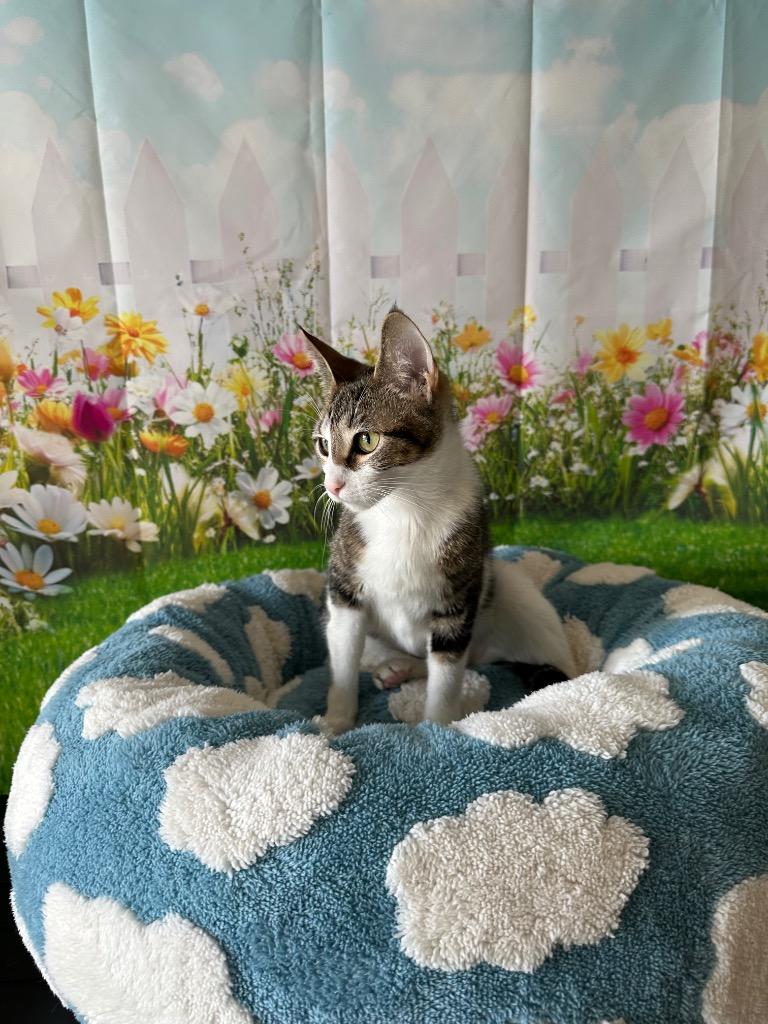 Phoebe, Adoptable, Kitten Female Domestic Short Hair.