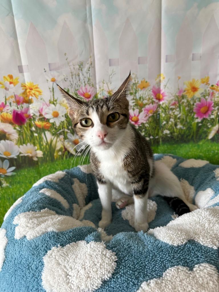 Enlarge Phoebe, a Adoptable mixed breed in Newberg, OR image 2/5