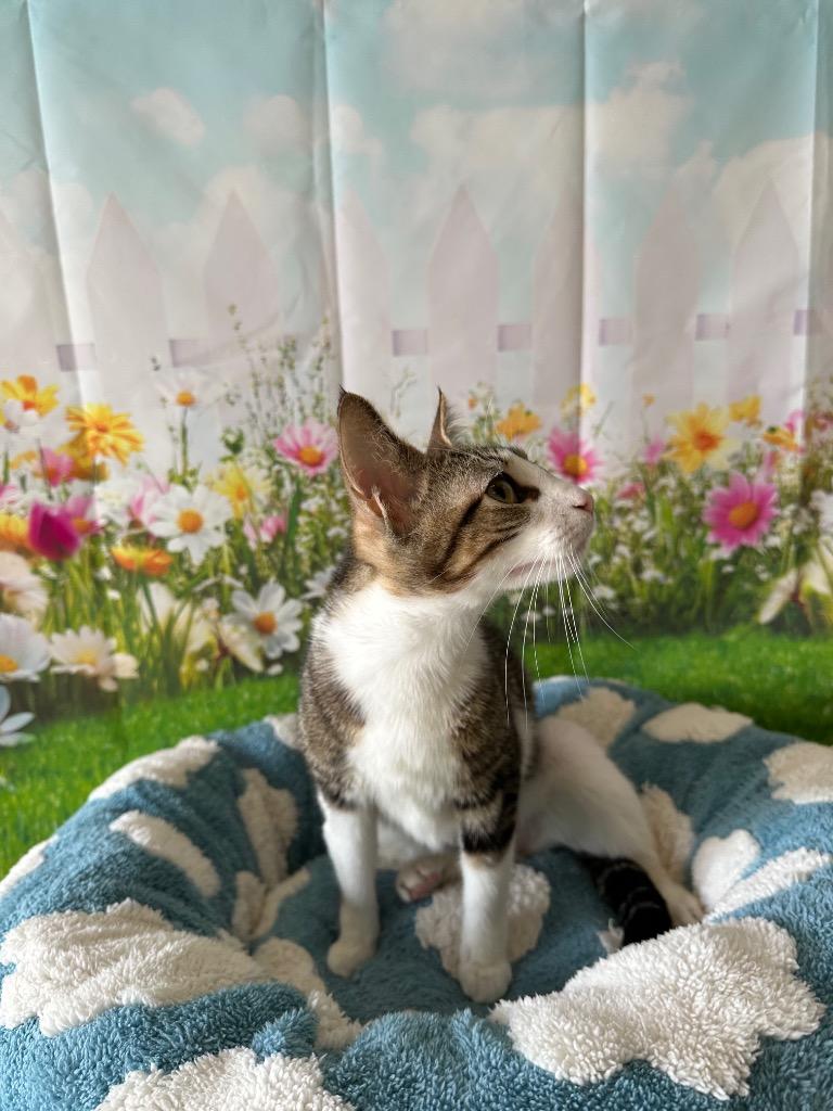 Enlarge Phoebe, a Adoptable mixed breed in Newberg, OR image 3/5