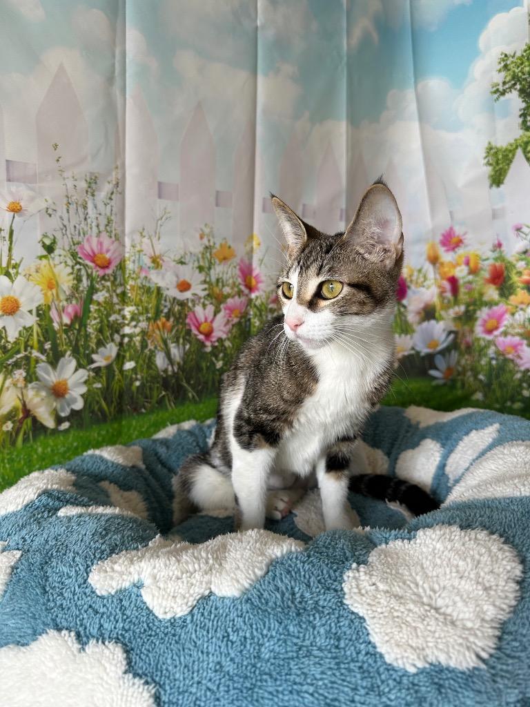 Enlarge Phoebe, a Adoptable mixed breed in Newberg, OR image 4/5