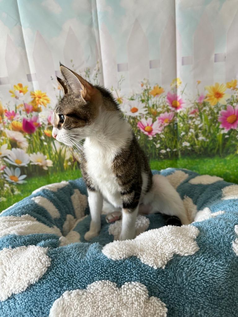 Enlarge Phoebe, a Adoptable mixed breed in Newberg, OR image 5/5