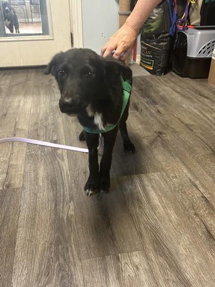 Enlarge Wylie, a Adoptable Mixed Breed in Covington, LA image 1/3