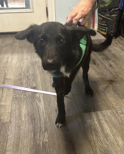 Enlarge Wylie, a Adoptable Mixed Breed in Covington, LA image 3/3