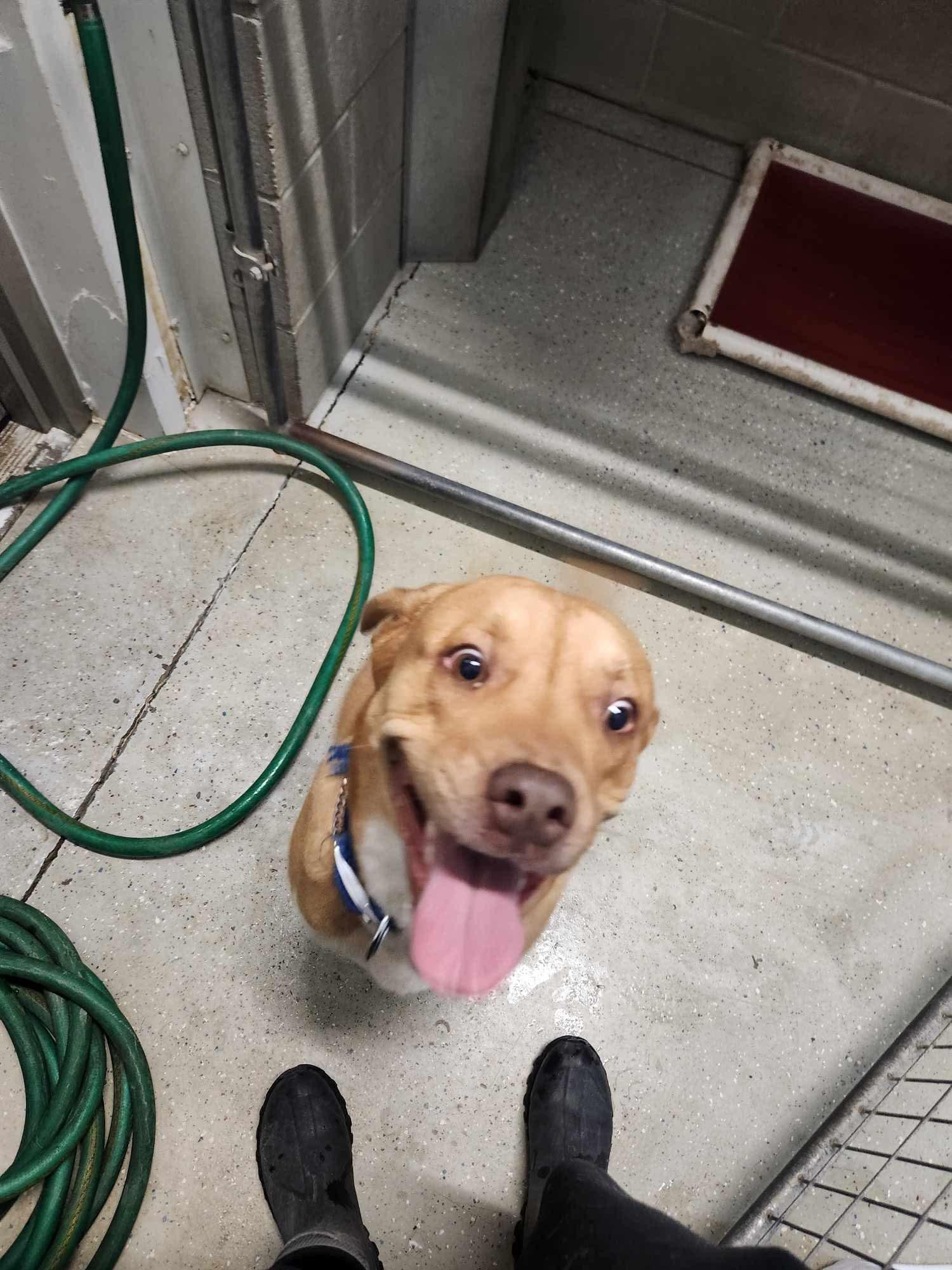 Apollo, Adoptable, Young Male American Bulldog.