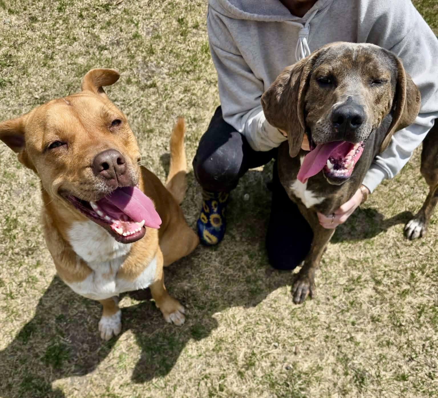 Apollo, Adoptable, Young Male American Bulldog.