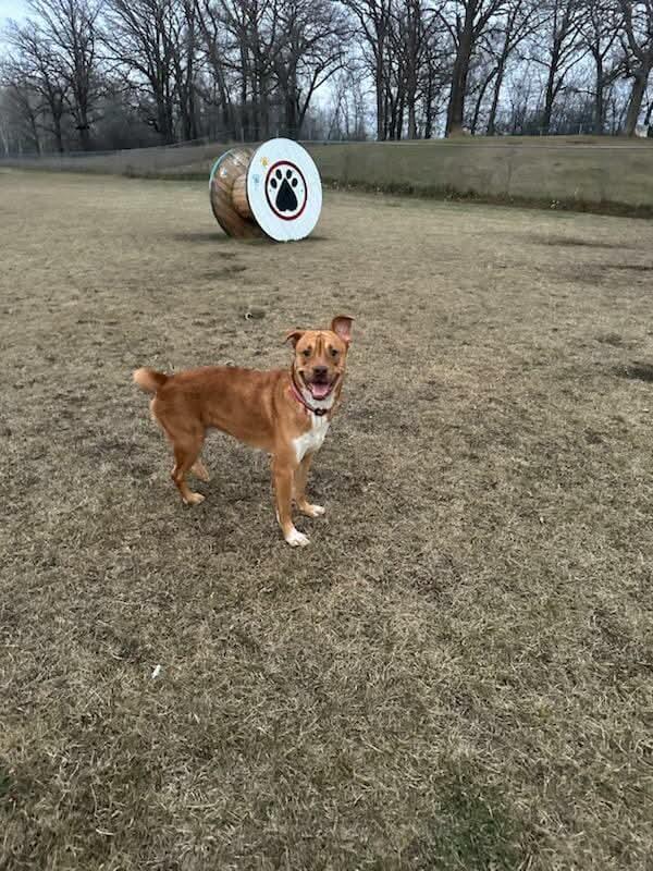 Apollo, a Adoptable American Bulldog in Detroit Lakes, MN image 2/3