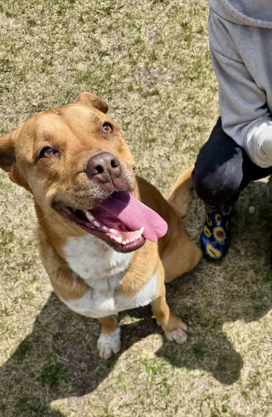 Enlarge Apollo, a Adoptable American Bulldog in Detroit Lakes, MN image 3/3