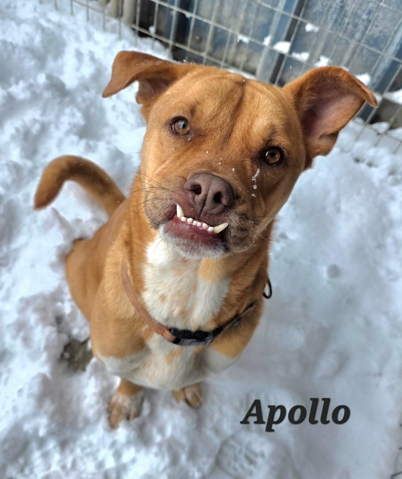 Enlarge Apollo, a Adoptable American Bulldog in Detroit Lakes, MN image 3/3