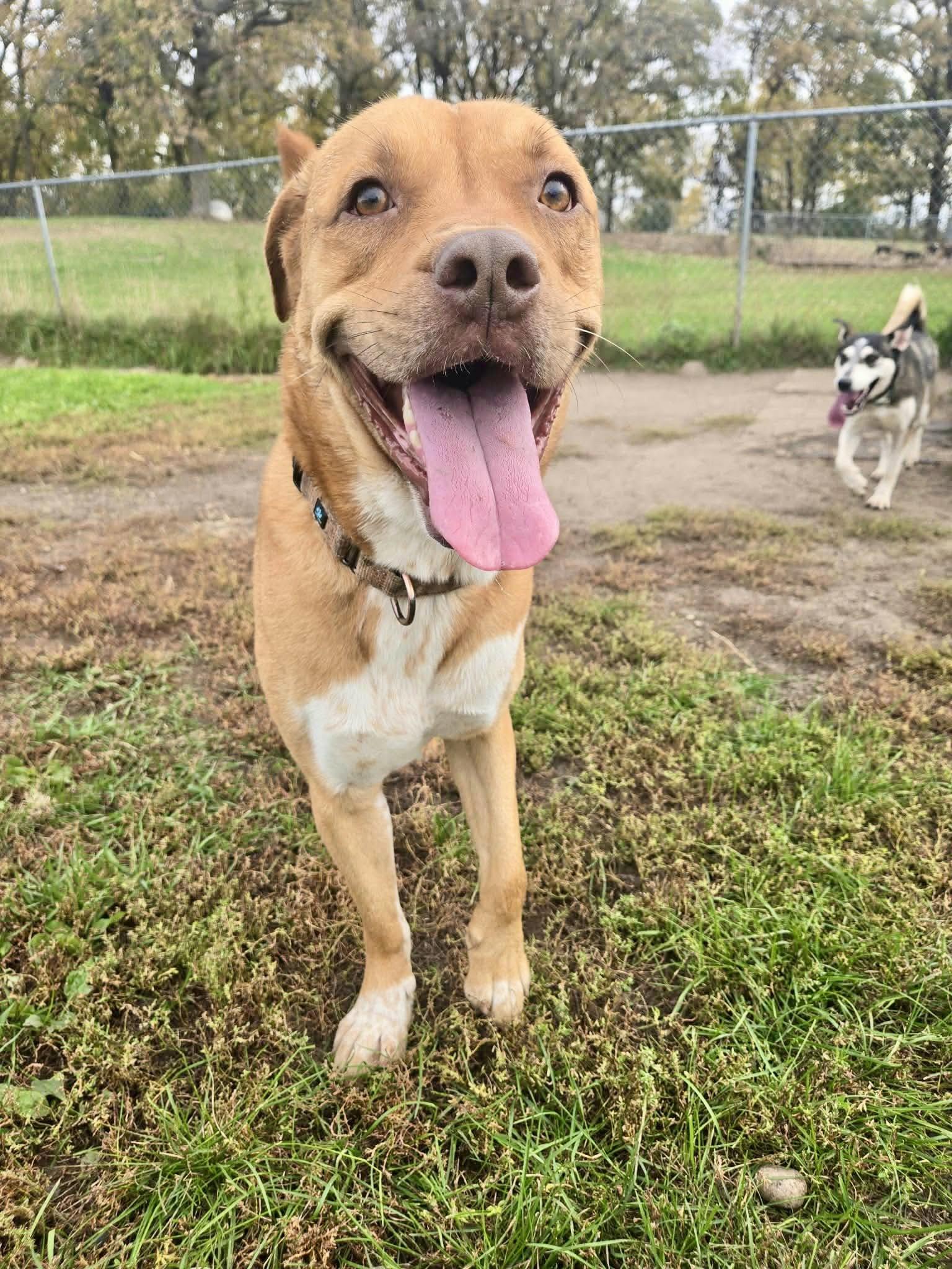 Enlarge Apollo, a Adoptable American Bulldog in Detroit Lakes, MN image 1/3
