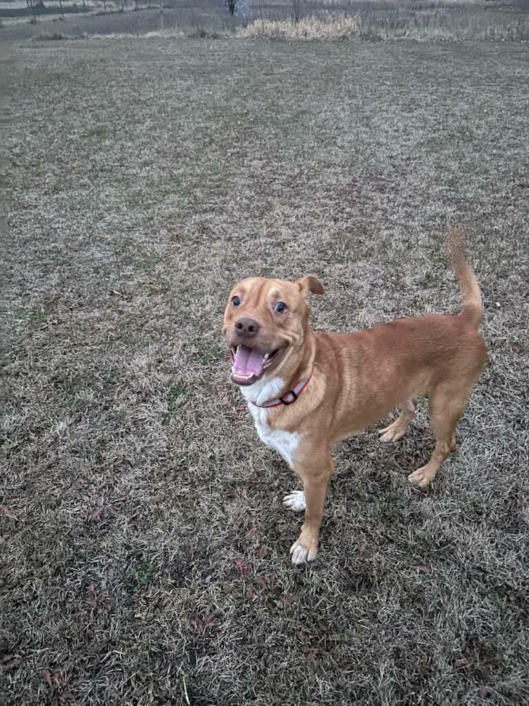Apollo, a Adoptable American Bulldog in Detroit Lakes, MN image 3/3