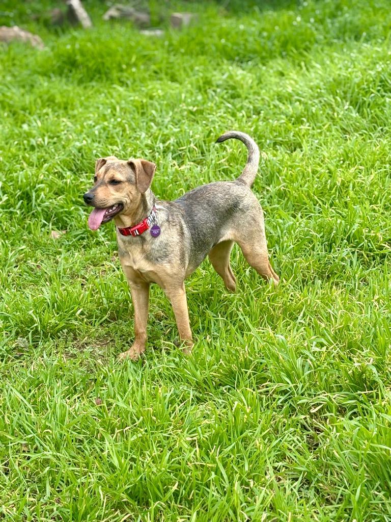 Agnetha, Adoptable, Puppy Female Hound & Mixed Breed.
