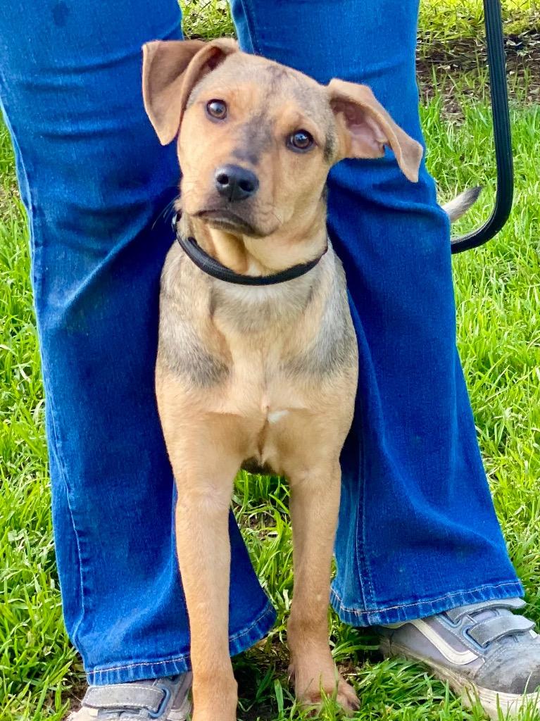 Agnetha, a Adoptable mixed breed in Chico, CA image 2/4