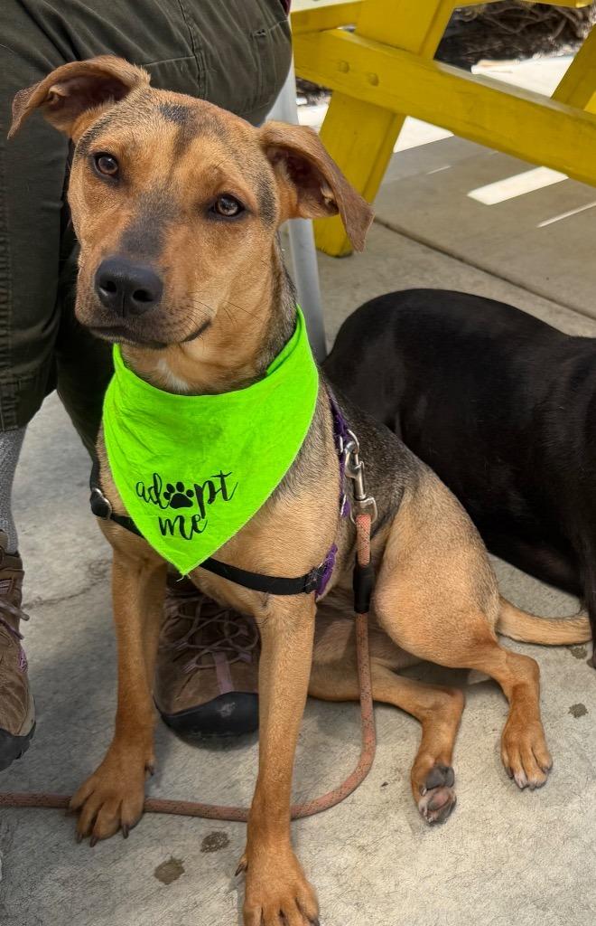 Enlarge Agnetha, a Adoptable mixed breed in Chico, CA image 4/5