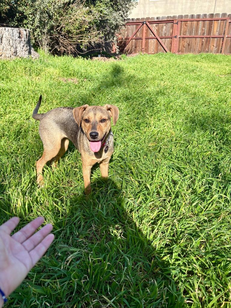 Agnetha, a Adoptable mixed breed in Chico, CA image 4/4