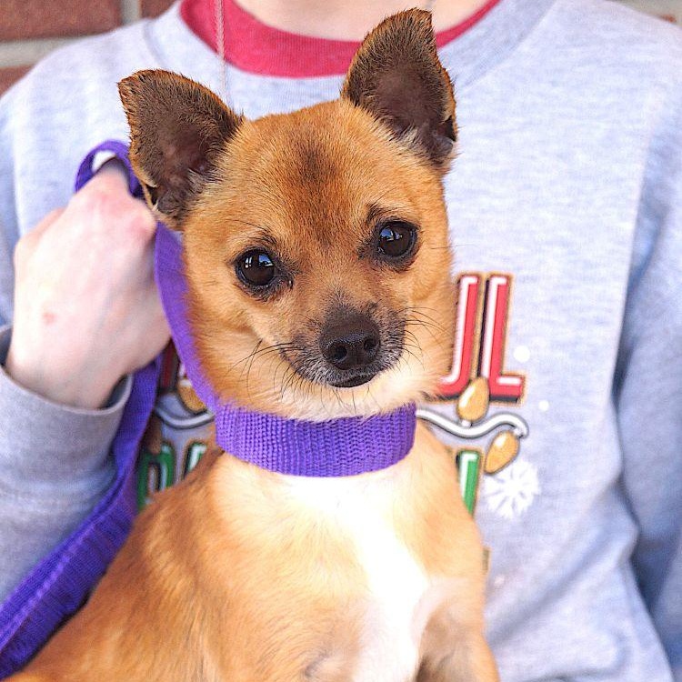 Enlarge Buster, an adoptable Chihuahua in Carrollton, TX image 1/2