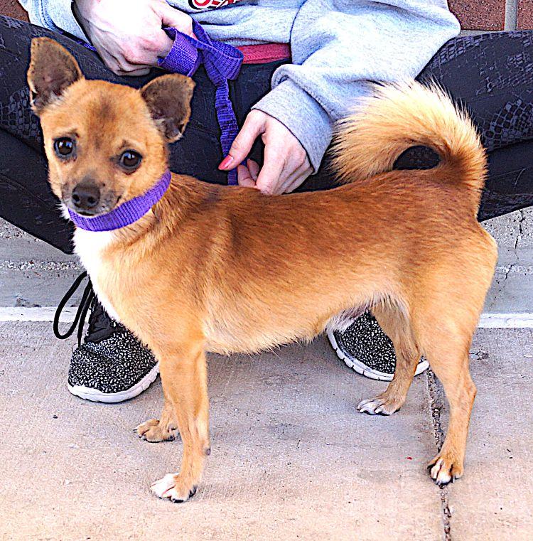 Enlarge Buster, an adoptable Chihuahua in Carrollton, TX image 2/2