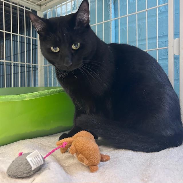 Pixie, a Adoptable mixed breed in Bloomingdale, NJ image 5/6