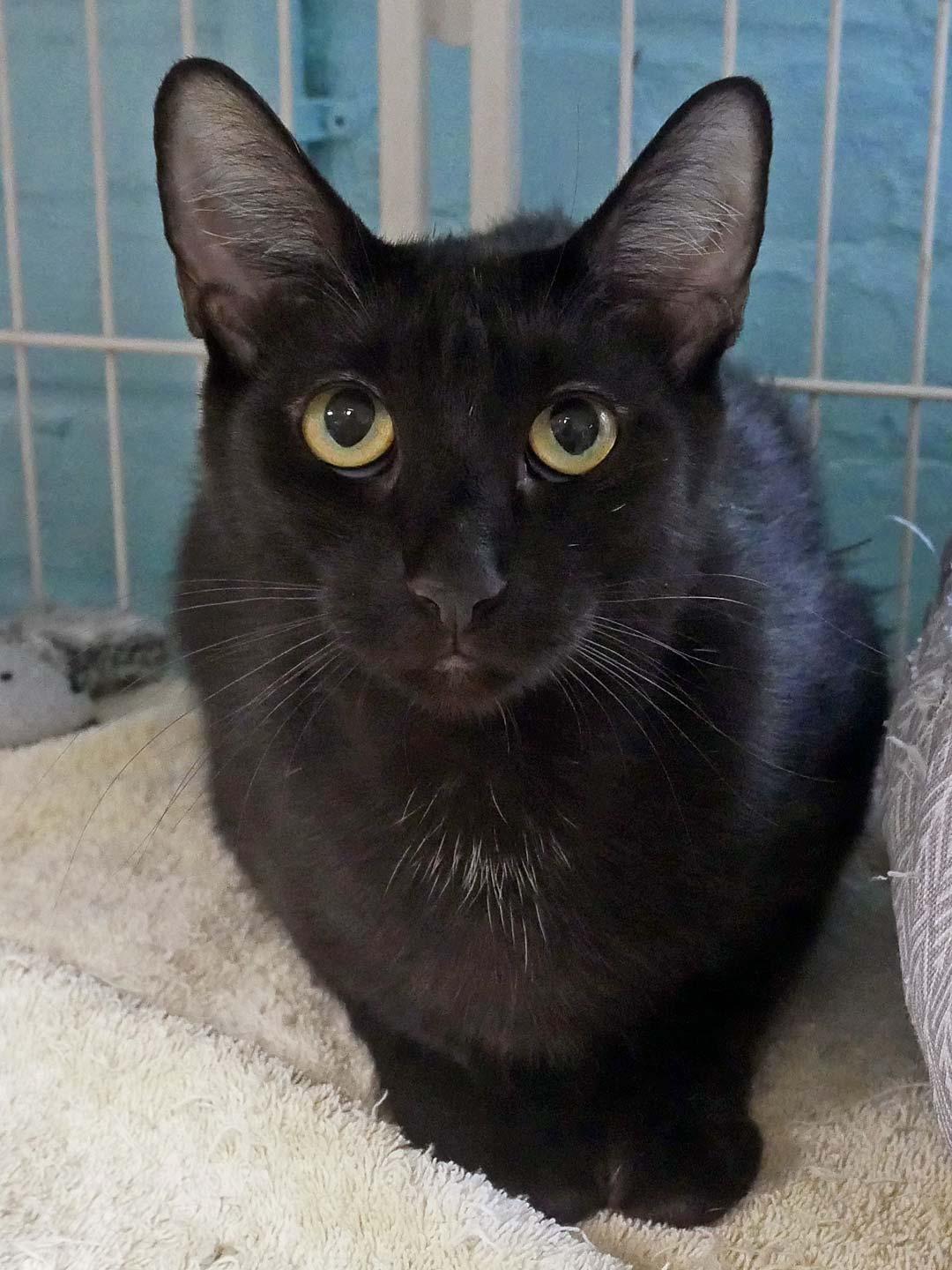 Pixie, a Adoptable mixed breed in Bloomingdale, NJ image 1/3