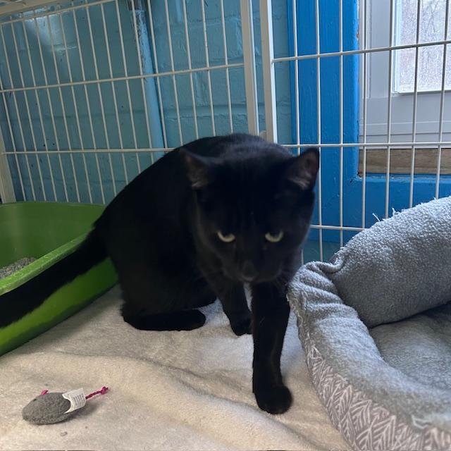 Pixie, a Adoptable mixed breed in Bloomingdale, NJ image 4/6