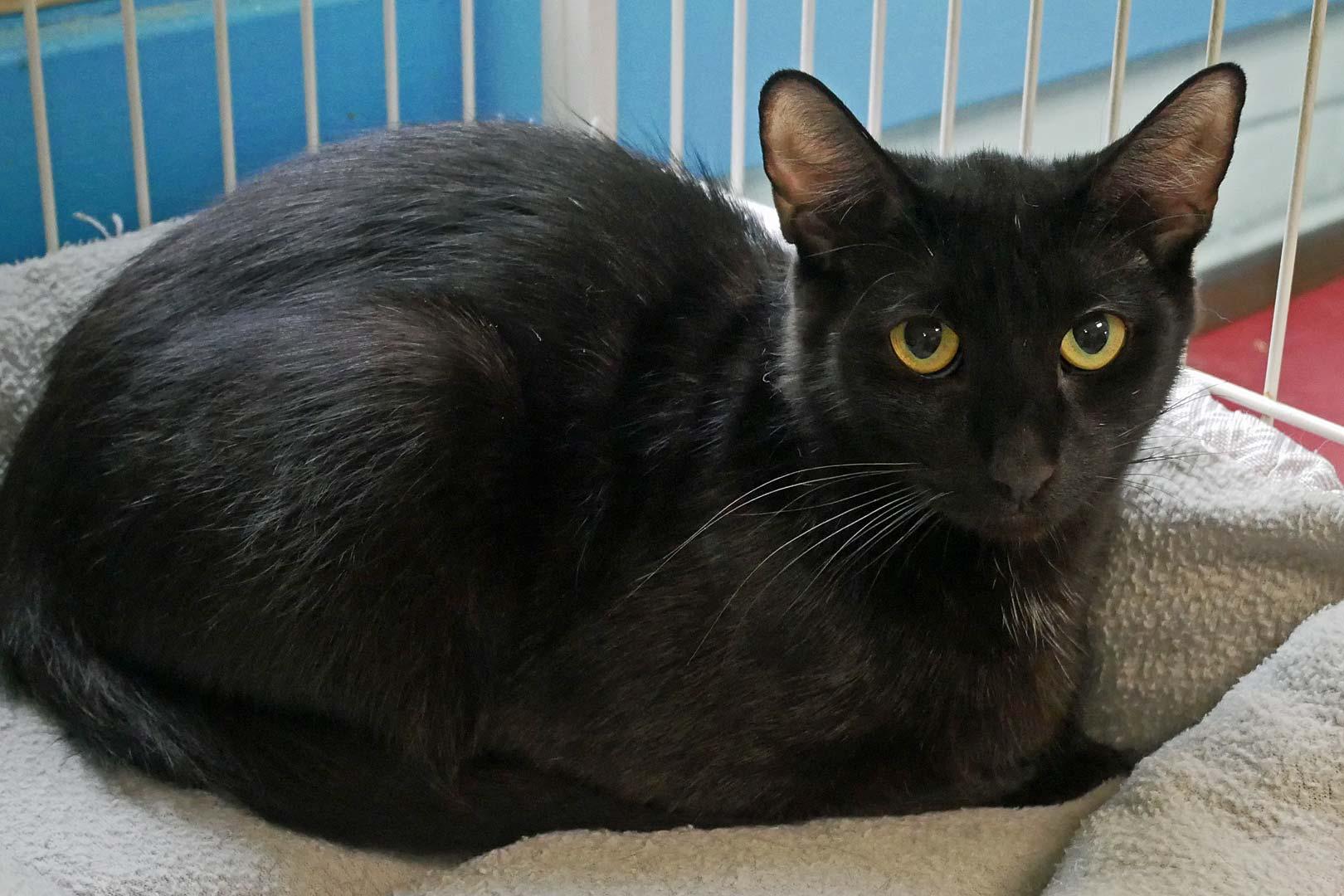 Pixie, a Adoptable mixed breed in Bloomingdale, NJ image 2/3