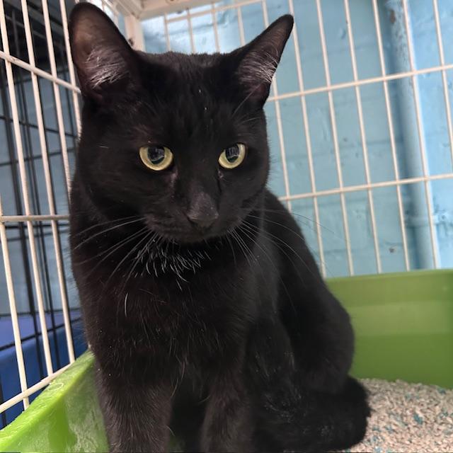 Pixie, a Adoptable mixed breed in Bloomingdale, NJ image 6/6