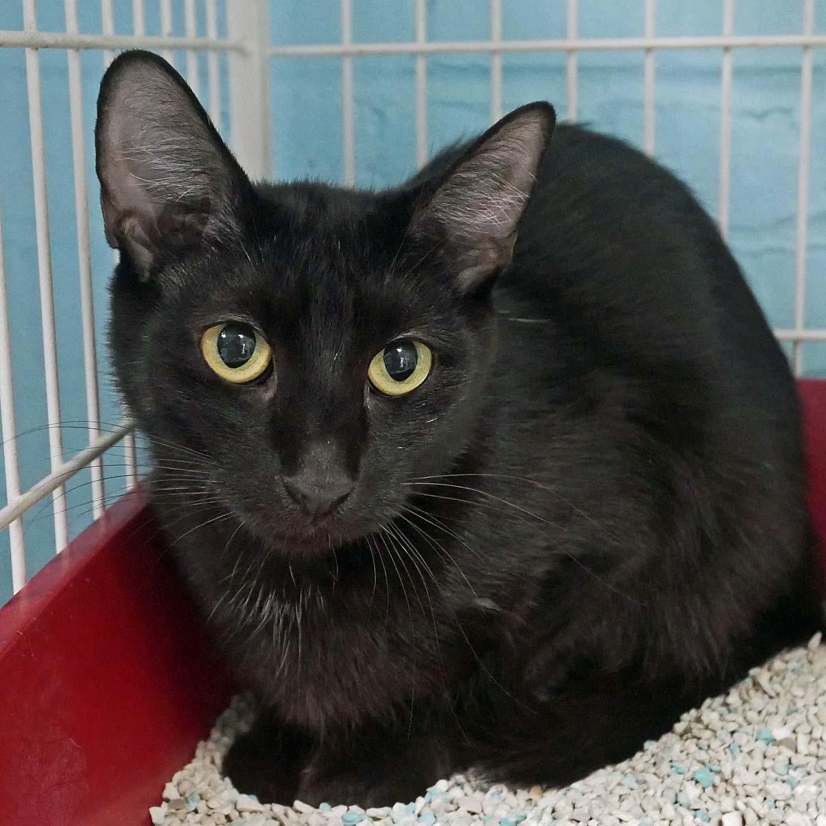 Pixie, a Adoptable mixed breed in Bloomingdale, NJ image 3/3