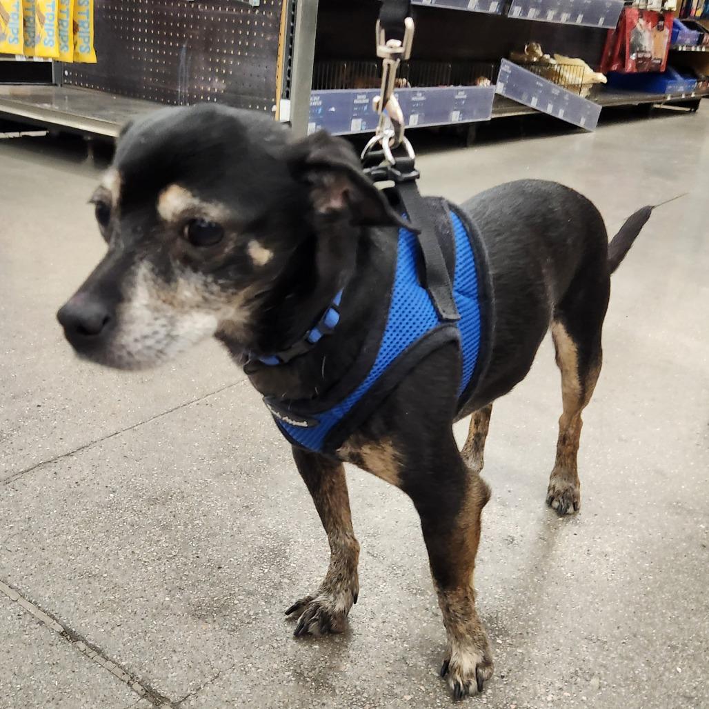 Enlarge Loki Barkly, a Adoptable mixed breed in Las Vegas, NV image 3/5